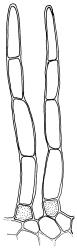Tridontium milleneri, axillary hairs. Drawn from E.K. Cameron 16310, AK 355260.
 Image: R.D. Seppelt © R.D.Seppelt All rights reserved